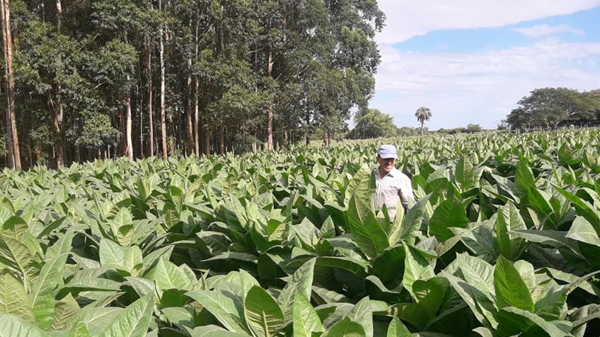continua_asistencia_tecnica_para_lograr_mejoras_en_tabaco_para_cigarros_y_puros.jpg